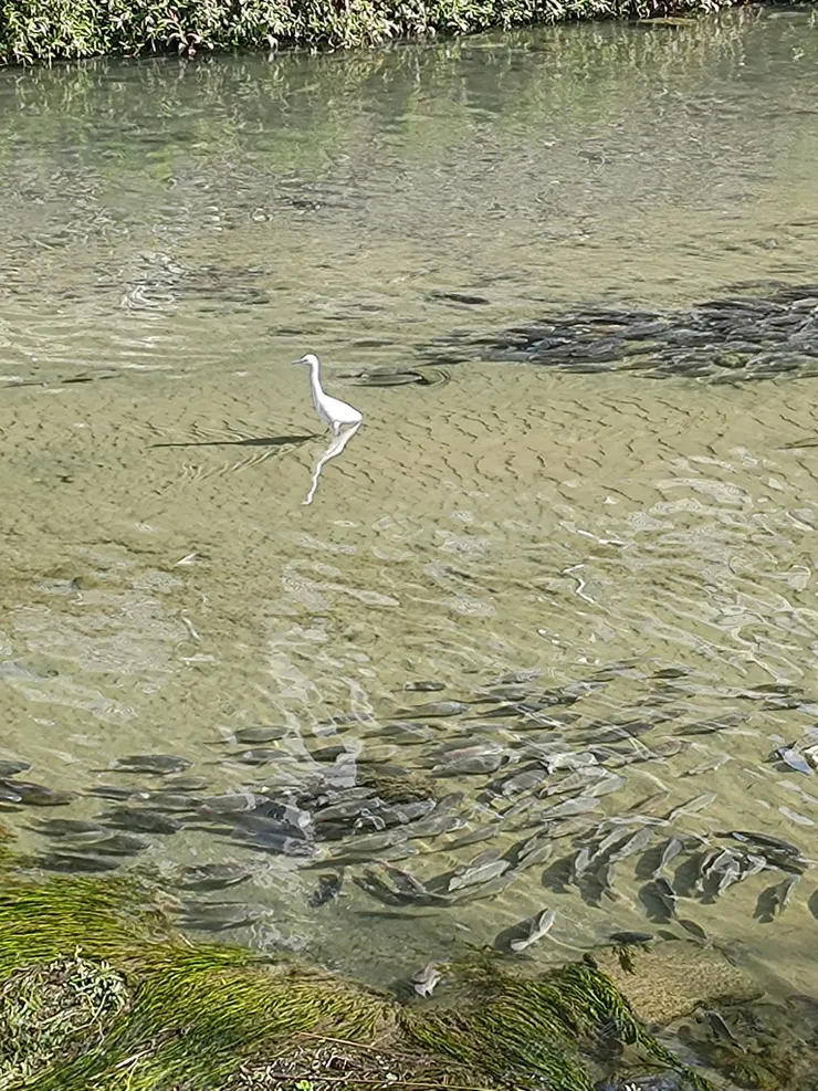 白鷺鷥與魚群