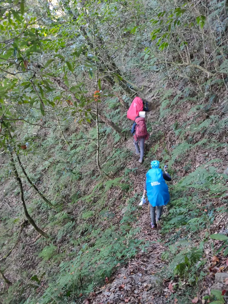 通往杜鵑營地的腰繞路，密布的樹林與時而收窄得僅容一人通過的路徑，似乎是此處的常態。