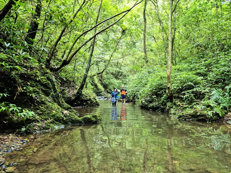 ▲兩岸綠蔭參天，宛如一條綠色隧道
