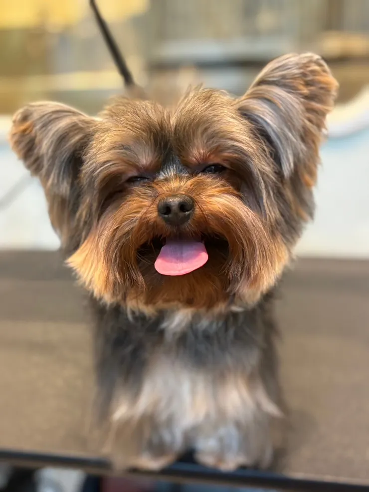 笑得超開心的可可