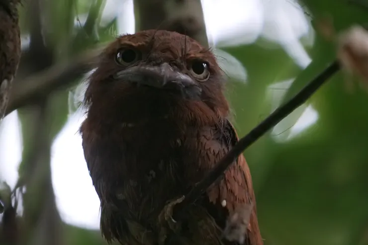 大眼睛配大嘴巴