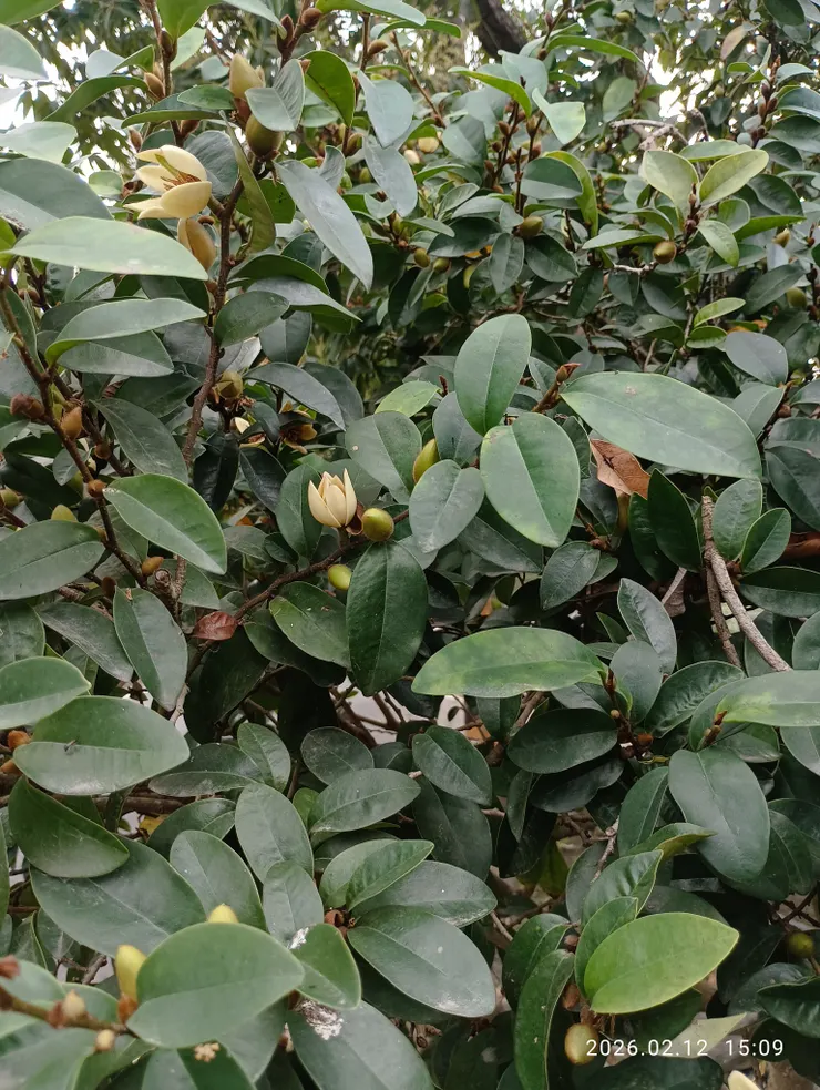 又見她含笑靨如花，春來了！大地掀蓋頭嫁給了誰呢！