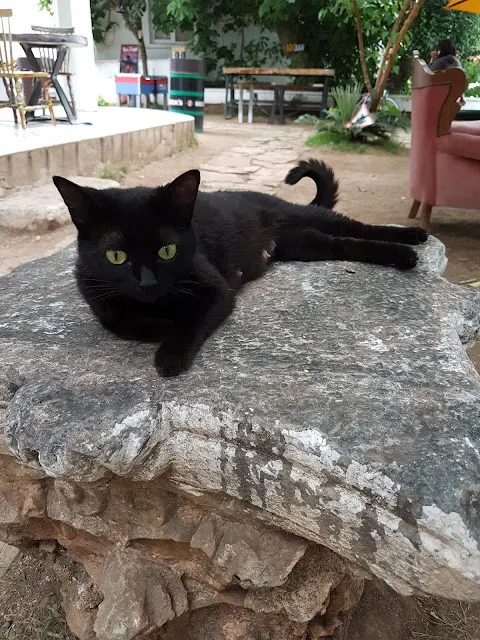 你到底要不要給我食物!!!!