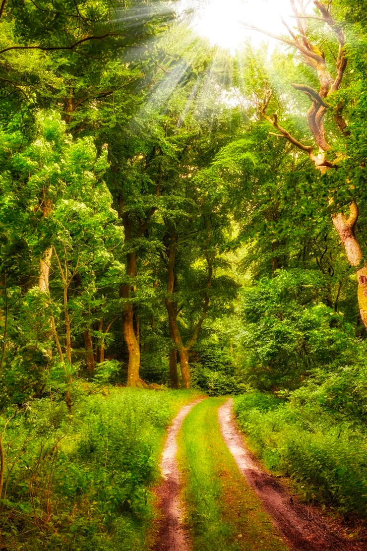 林間小徑，氤氳郁馥