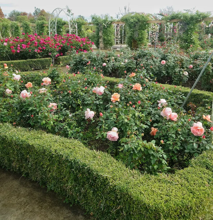 英式玫瑰園會連結著水道