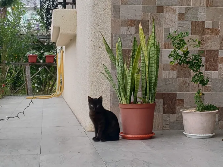 眼神像是在盼望媽媽回應的黑寶