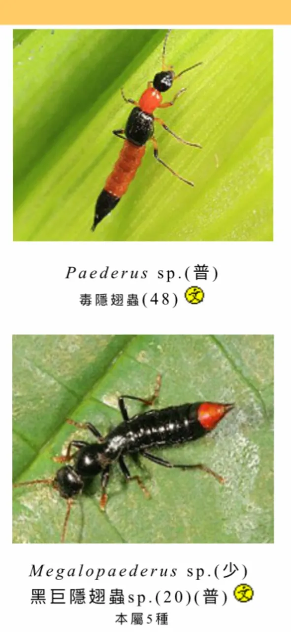 小心隱翅蟲就在你身邊！紅黑相間是牠外表最大的特徵，看到吹掉就好，千萬別用手捏死