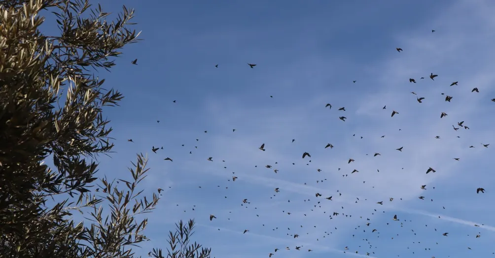 水星人＿人類觀察學家