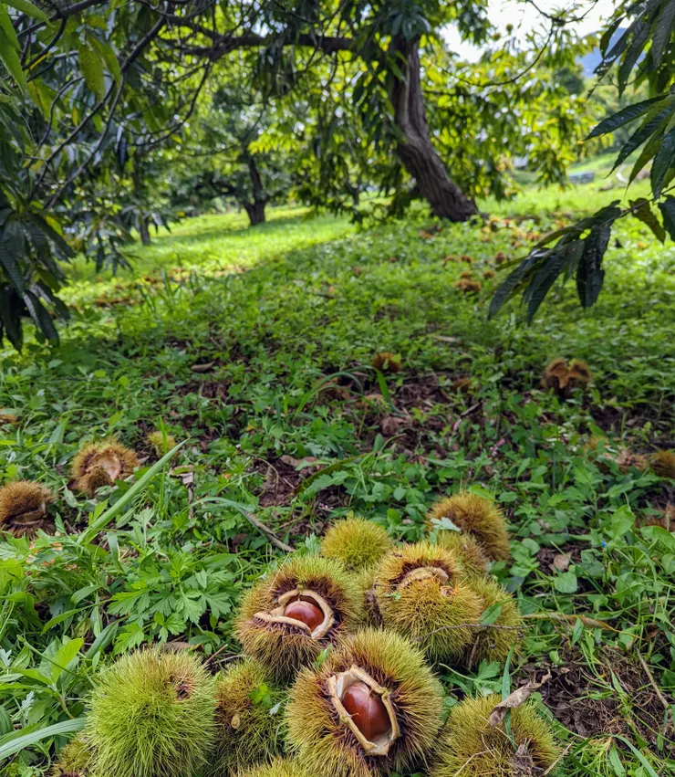 遍地的栗子球
