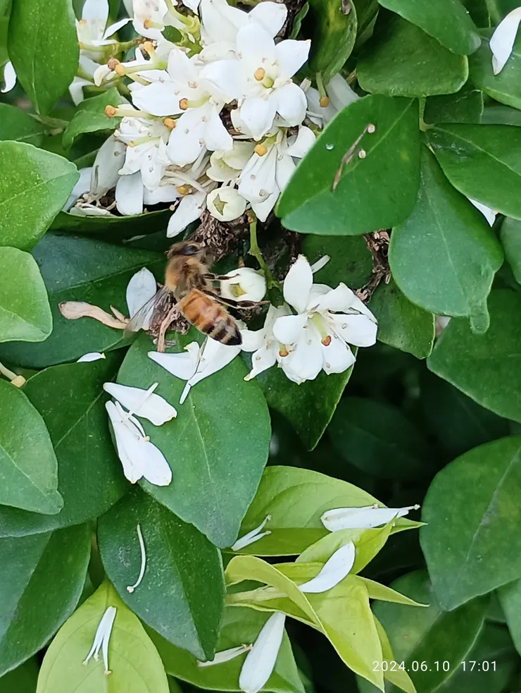 七里香與蜜蜂