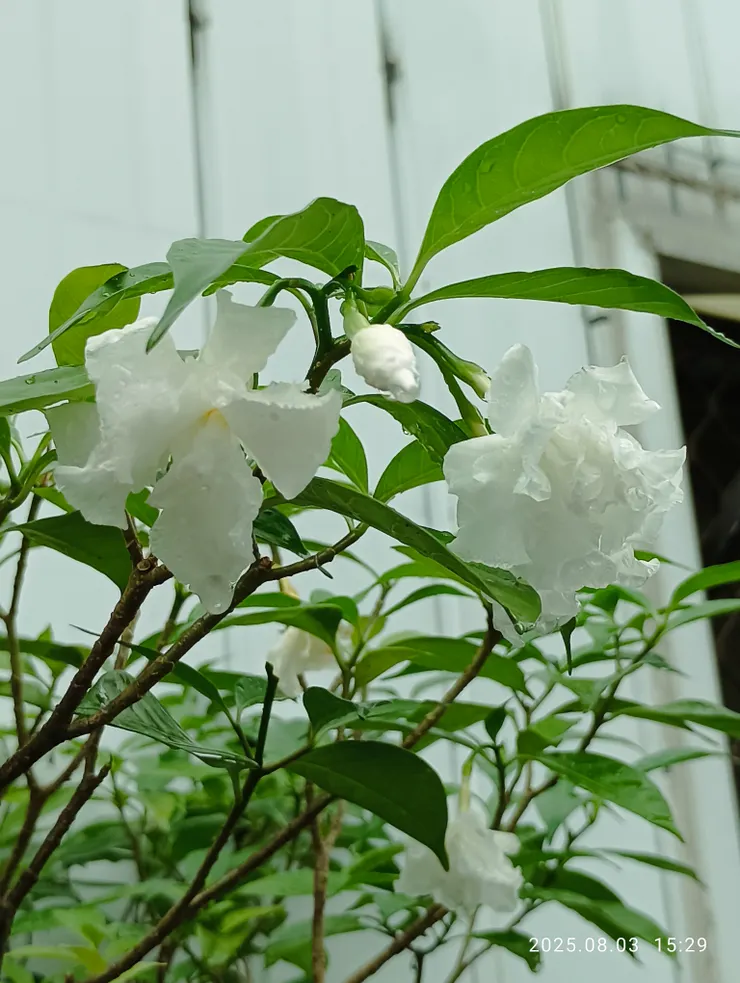 馬茶花，自拍攝