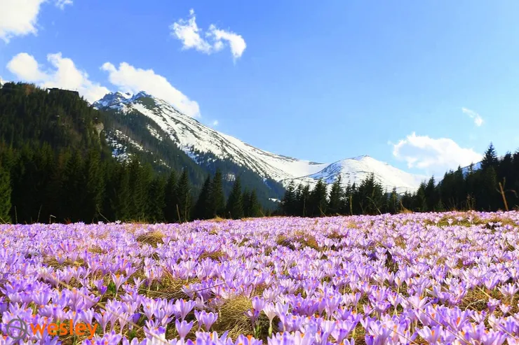 Polana Kalatówki，照片取自wesley