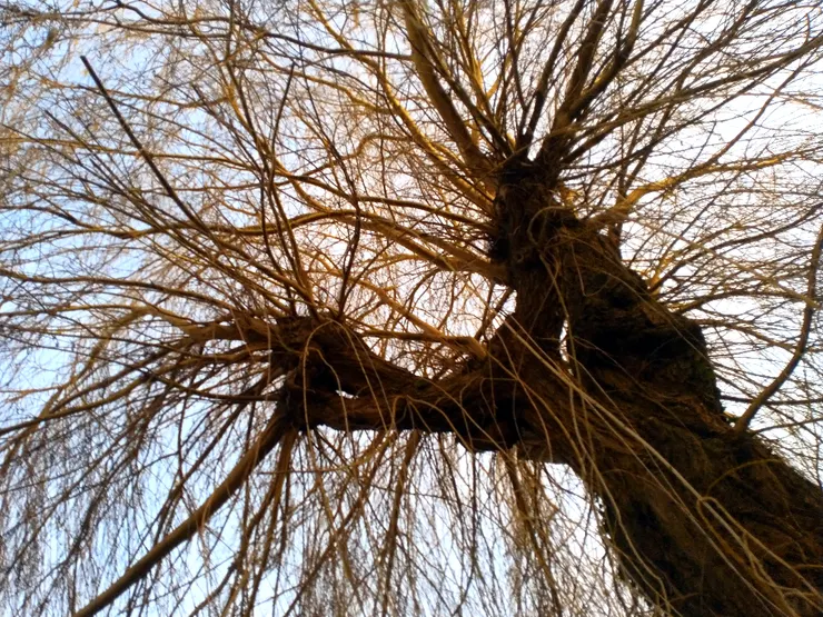 2023/12/22 冬至，巷底人家後院的一棵柳樹。