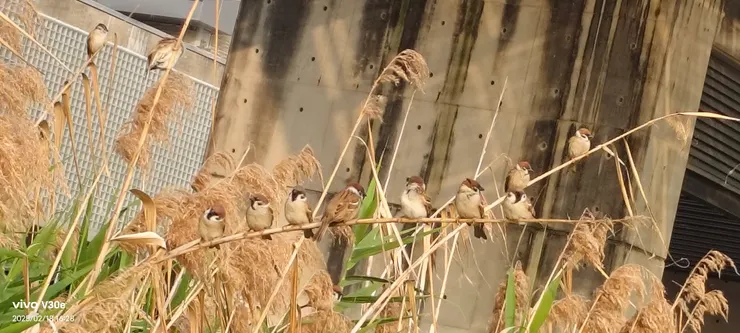 超療癒的隨風搖擺