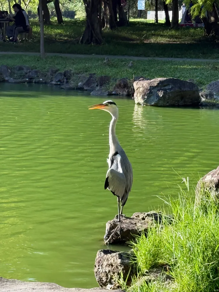 2025/11/16 抓魚的小鳥