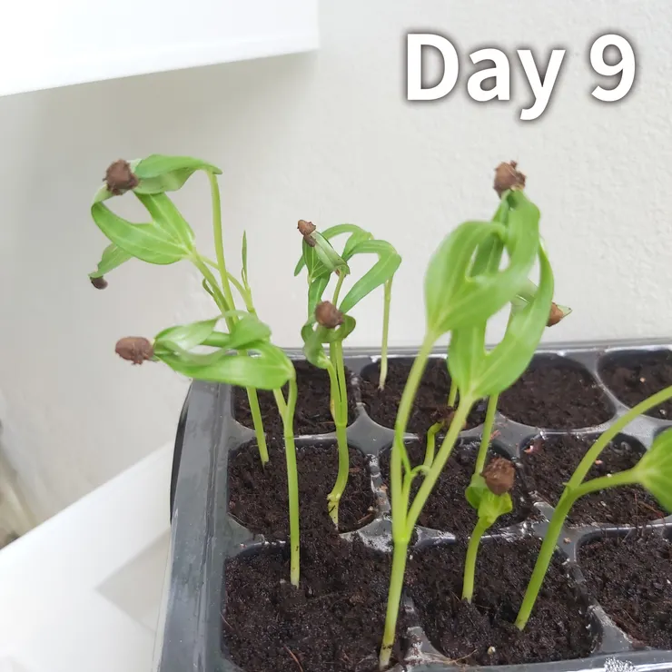 土壤裡有一些晾衣架的碎片，粉紅色的🤦