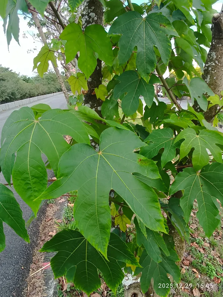 梧桐，皆自拍攝；墾丁國家公園曾見初植一苗，不知今如何