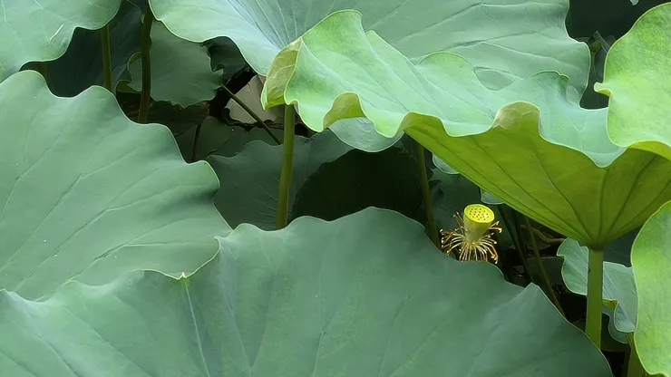 西安興慶公園荷花池 @作者拍攝202307