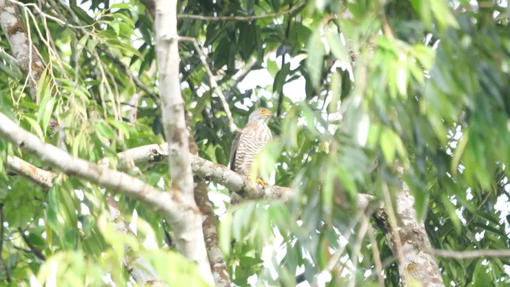 不知是什麽蒼鷹