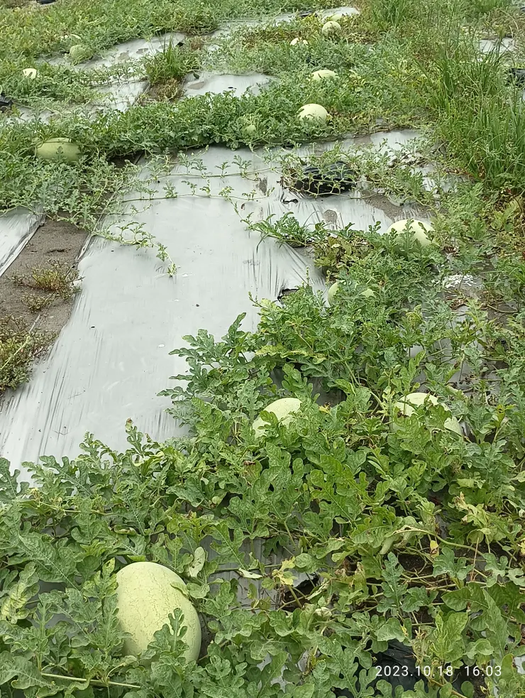 昨騎訪瓜，豐雨不適瓜；道，非單行！仁道亦如