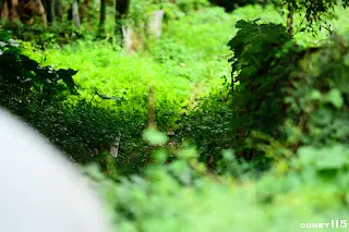 草叢中隱約可以看到鐵軌(?)