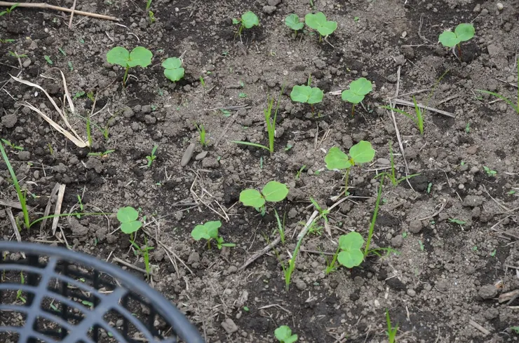 洛神種子冒芽了