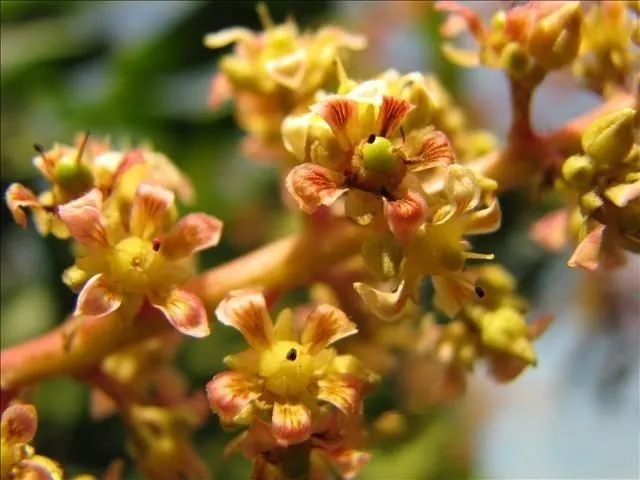 被印度人稱為「春天的靈魂」的芒果花