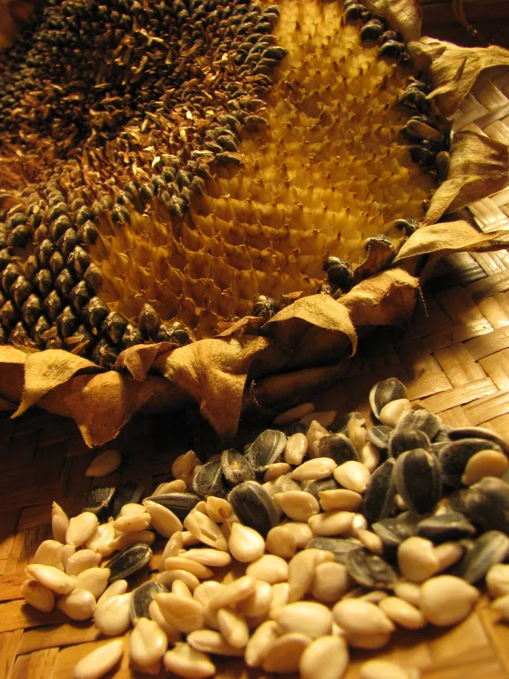 有如蜂巢般一般緻密的向日葵花盤。 費氏數列也好、黃金比例或黃金角度也罷,都是為了讓花盤內結出最多數量、與富含油脂營養的葵花籽,大自然還真是一個最精於算計的大師!