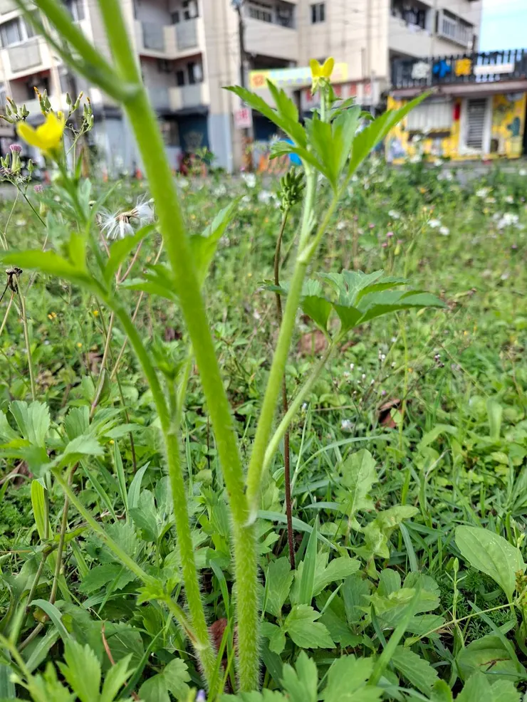 毛茛莖上密布細毛，沒事別招惹它，伸手摸它、摘它可是會讓你後悔的唷！