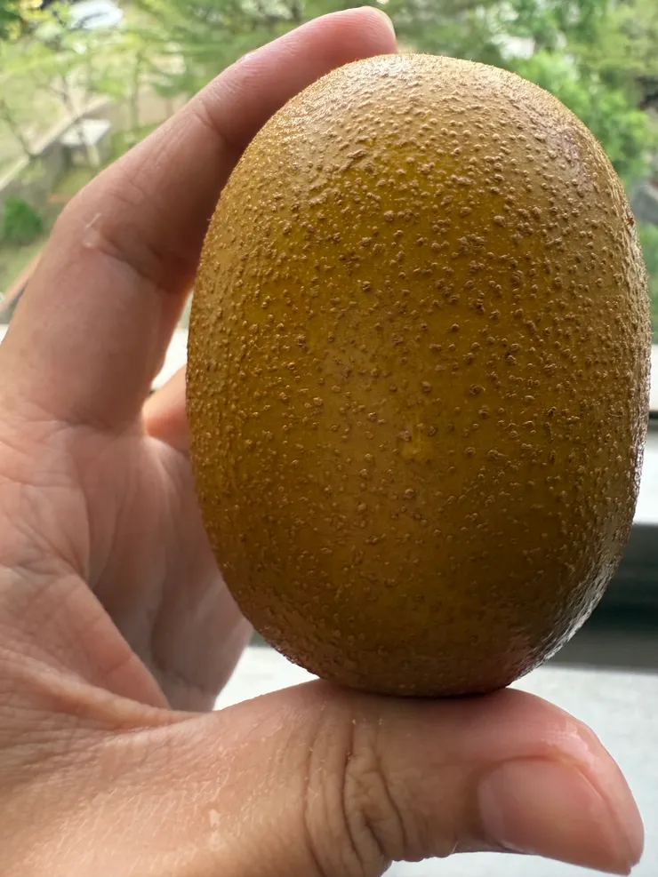 2025/09/09 我的奇異果