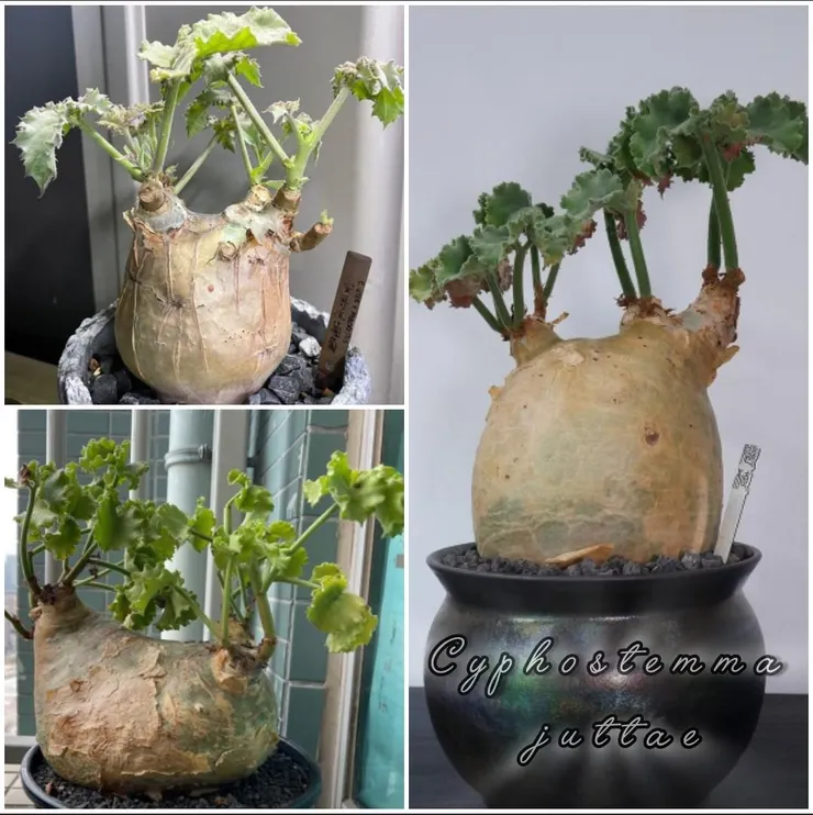 葡萄甕品種Cyphostemma