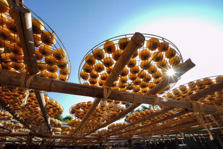 柿子逆光的身姿