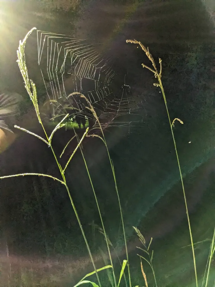 有沒有想過蜘蛛網的絲是如此細，卻也不是風吹就斷?  Yvonne攝