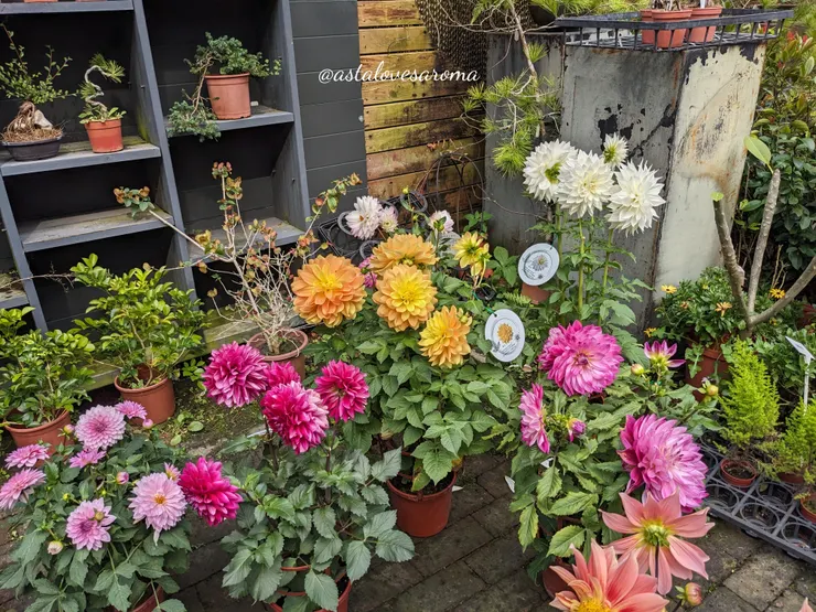 花卉植物販售區一隅