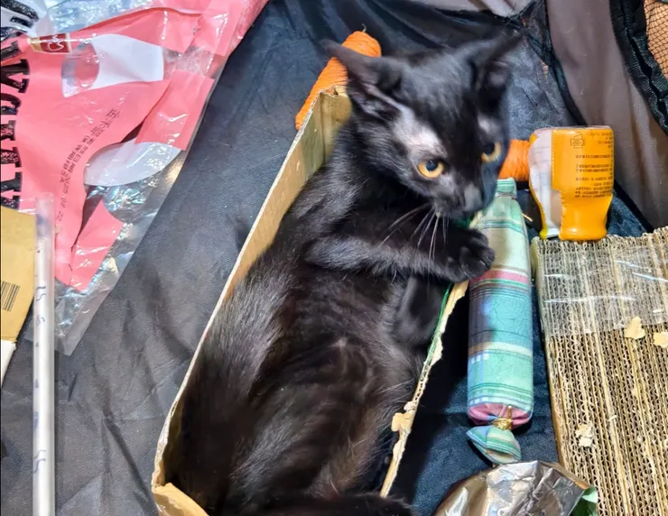 老愛玩各種垃圾的錢錢 XD