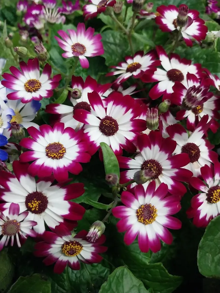 瓜葉菊Pericallis hybrida