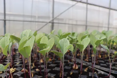 為什麼叫單斜背溫室