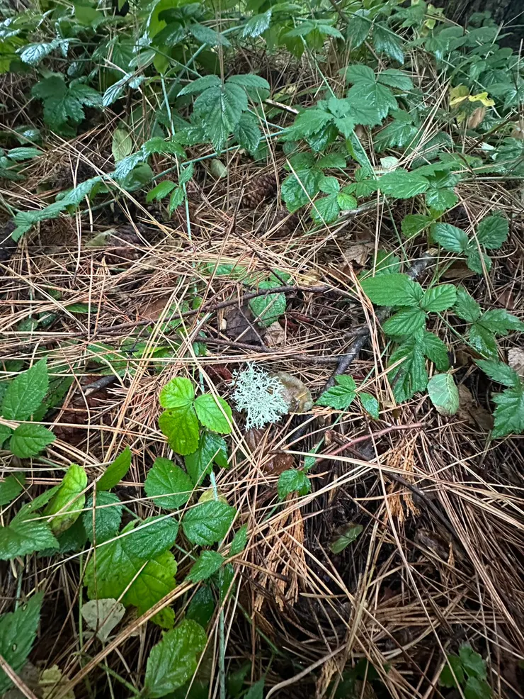 顏色突出的小可愛