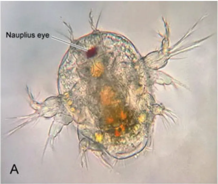 長得跟爸媽一點也不像的橈腳寶寶