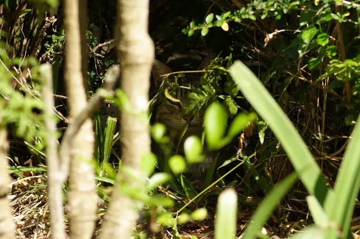 這張照片你看出貓膩了嗎