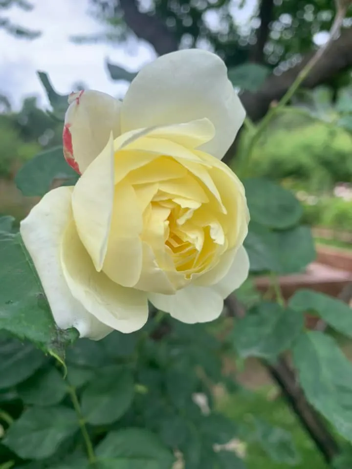 小高麗菜的原型,士林官邸裡的玫瑰花