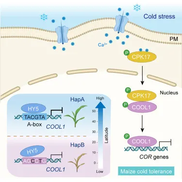 COOL1如何調節玉米抗寒。圖片取自《細胞》期刊。