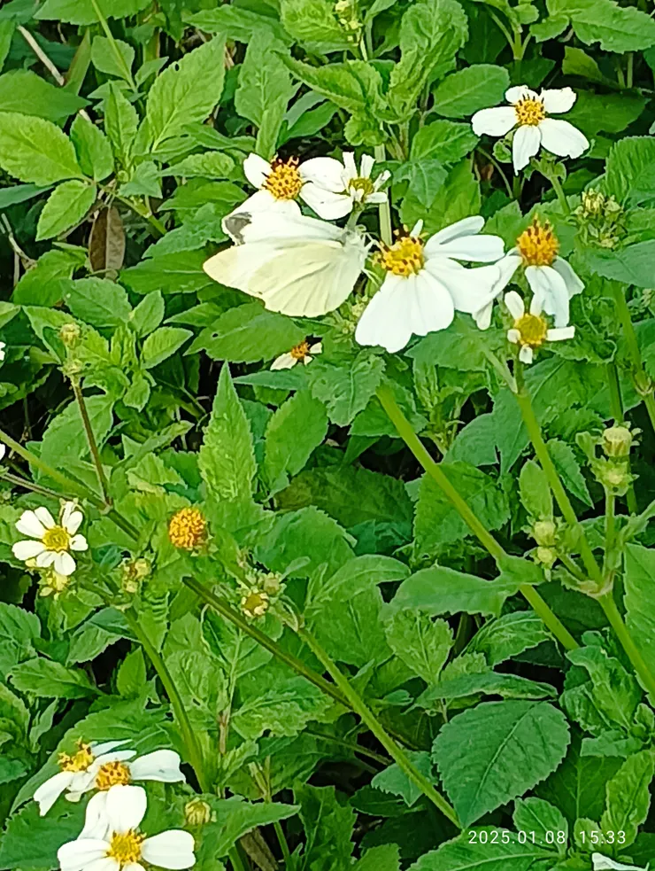 白粉蝶，看見了嗎？