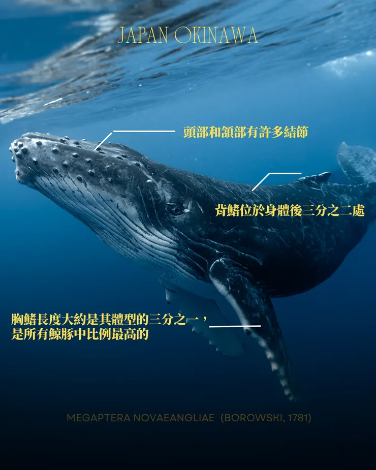 攝影｜𝖳𝖸𝖫𝖤𝖱 𝖳𝖠𝖭𝖠𝖪𝖠