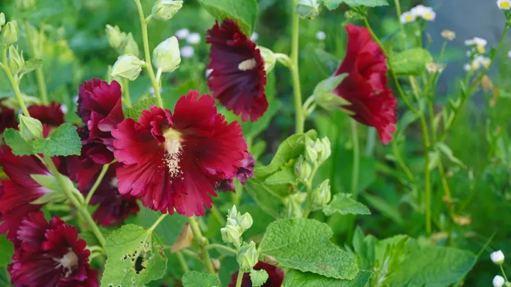 村中種植的花卉