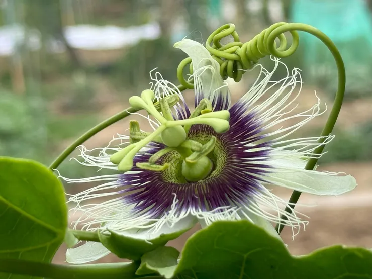 換個角度看百香果花，相當的立體挺拔，好美。