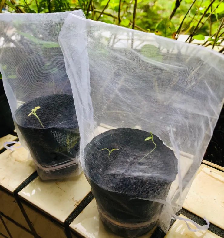 罩上防蟲網就讓人安心多了