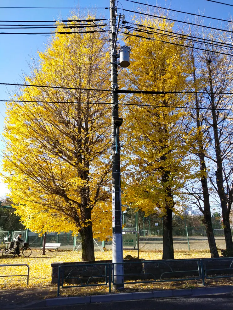 看到黃色的樹，忍不住就停了下來