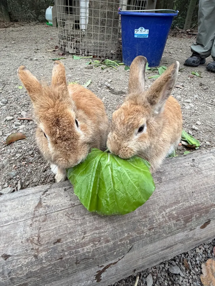 兩隻小兔子一起吃菜菜