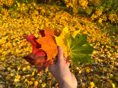 漫漫森林 Wander Forest